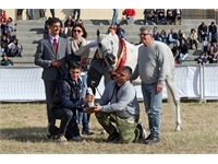Trapani Arabians horse Cup 2014