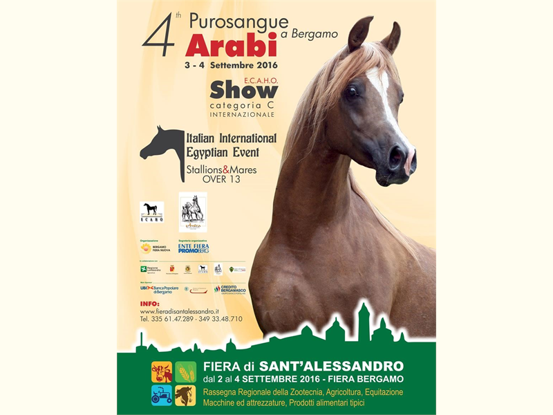 Morfologia: 4 Purosangue Arabi a Bergamo ed Italian Egyptian Event - Bergamo 3/4 Settembre